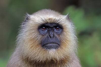 Common Langur