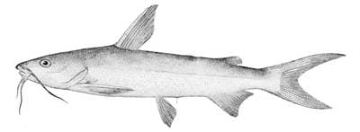 Hardhead Catfish