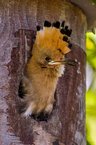 Eurasian Hoopoe