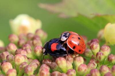 Harlequin Ladybird