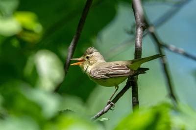 Icterine Warbler
