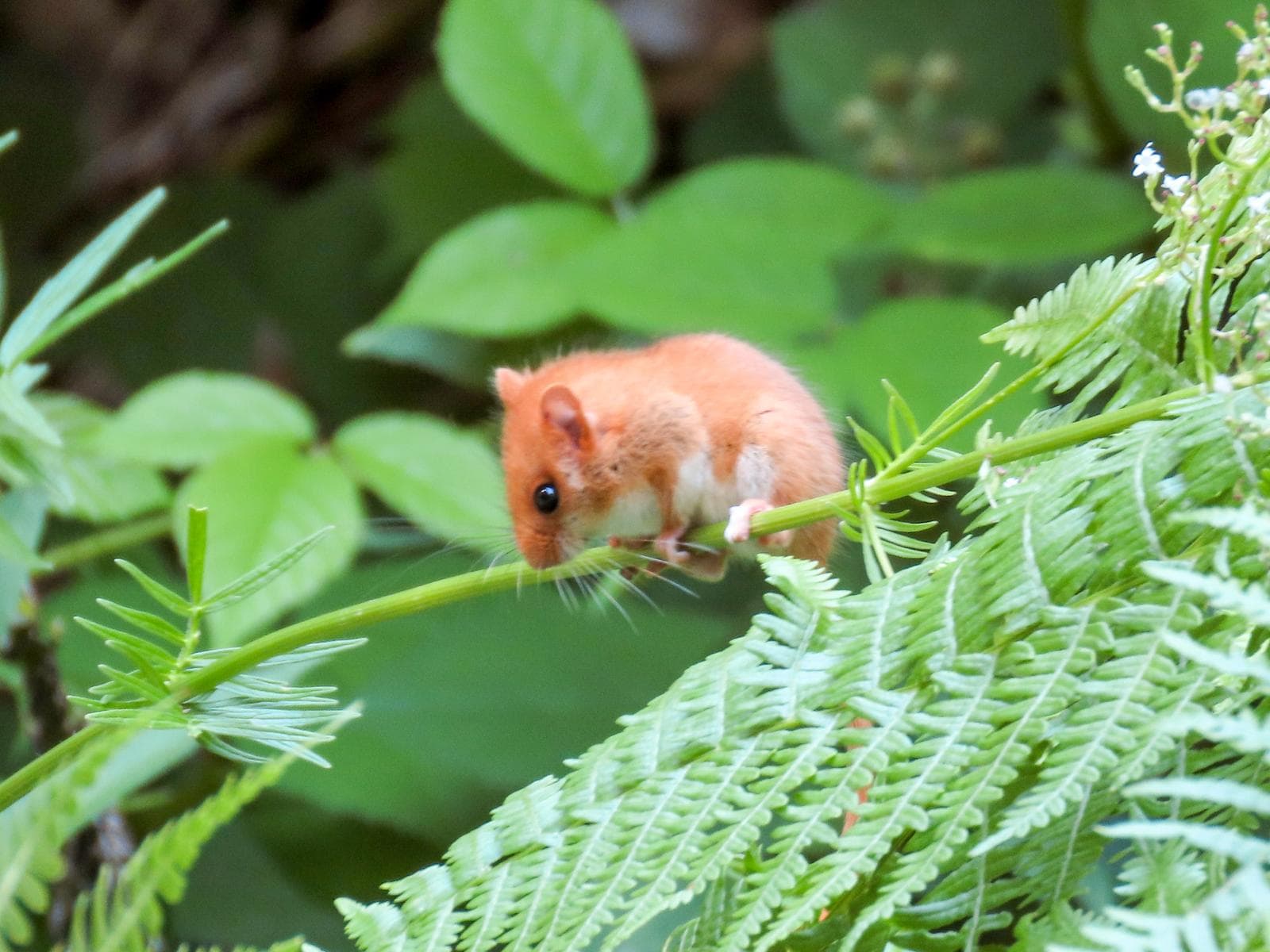 Hazel Dormouse — 3/3