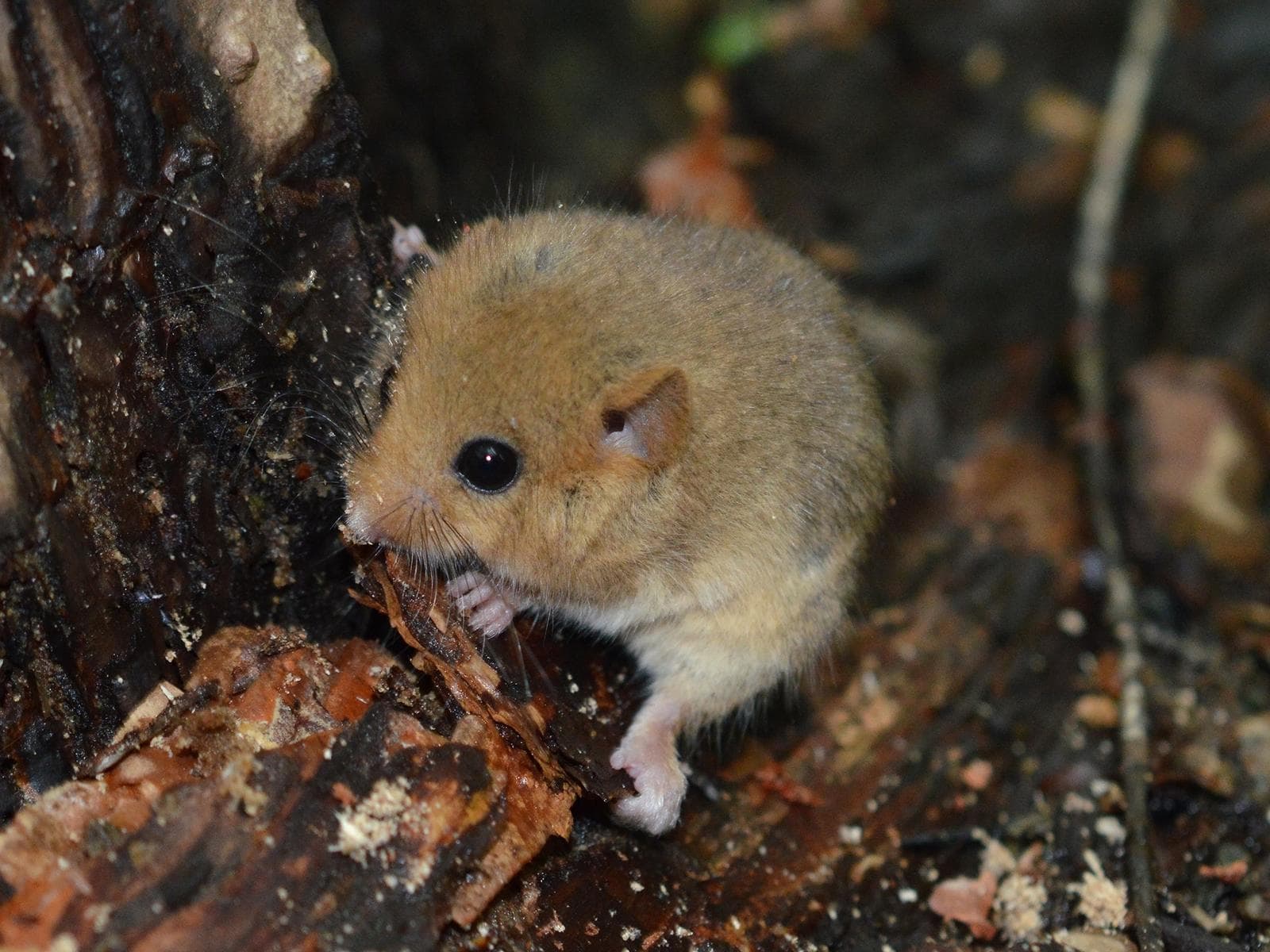 Hazel Dormouse — 2/3