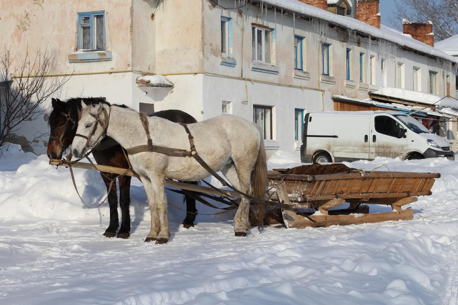 Horse — 2/3