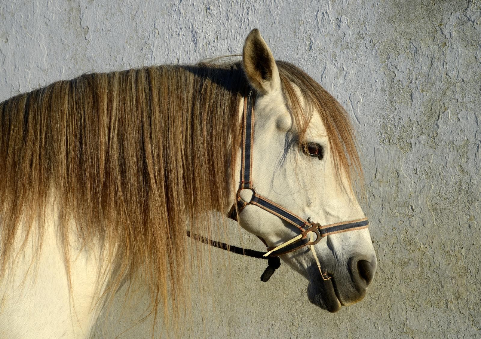 Horse — 3/3
