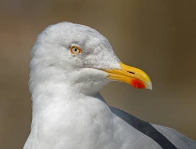 Great Black-backed Gull