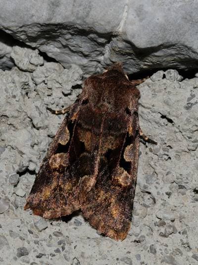 Hebrew Character