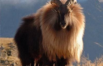 Himalayan Tahr