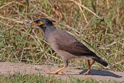 Common Myna