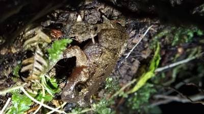 Hochstetter's Frog