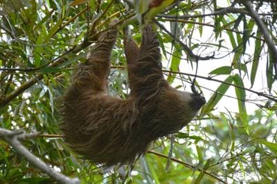 Hoffmann's Two-toed Sloth