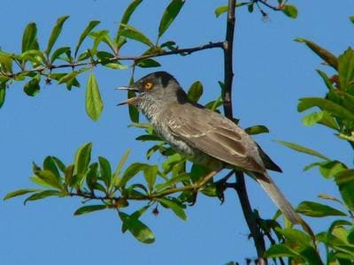 Barred Warbler