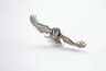 Hawk Owl