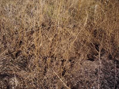 Mound-building Mouse