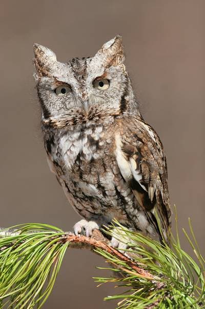 Long-eared Owl