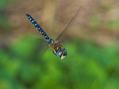 Migrant Hawker