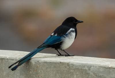 Black-billed Magpie
