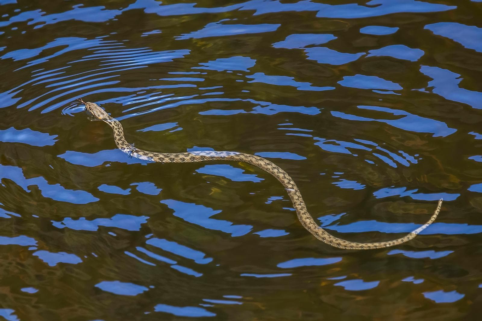Viperine Snake — 3/3