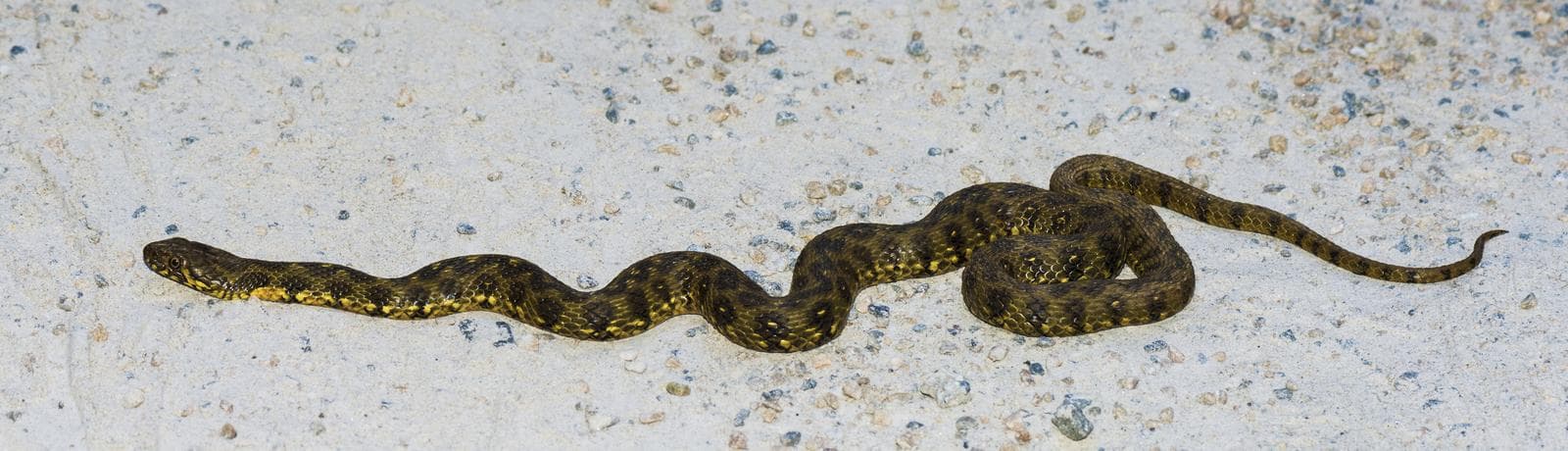 Viperine Snake — 1/3