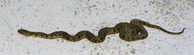 Viperine Snake