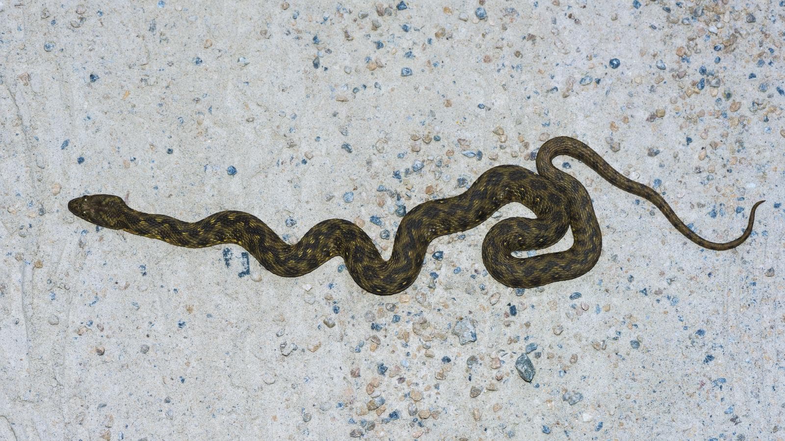 Viperine Snake — 2/3