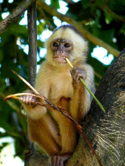 Humboldt's White-fronted Capuchin