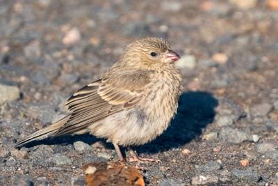 House Finch