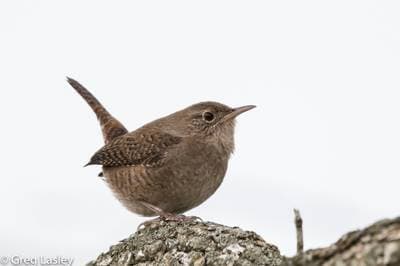 House Wren