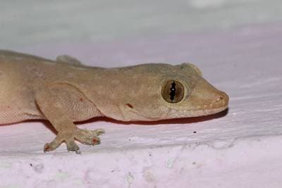 Common House Gecko