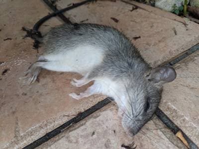 House Mouse