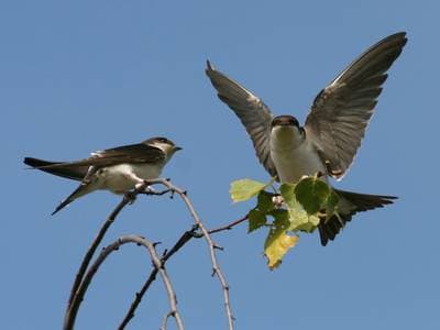 House Martin
