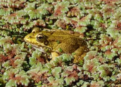 Iberian Water Frog