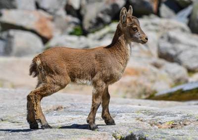 Iberian Ibex