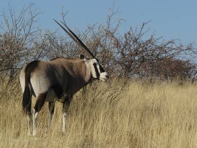 Mountain Gazelle