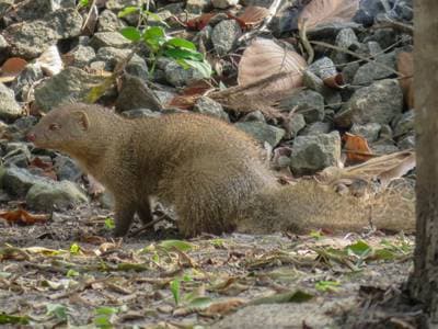 Indian Gray Mongoose