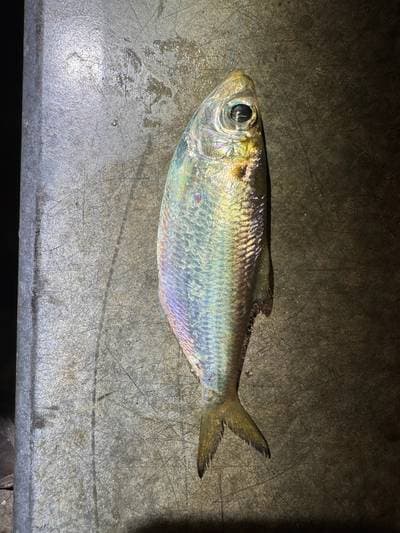 Indian pellona