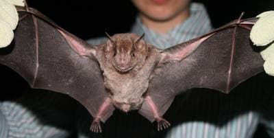 Jamaican Fruit Bat