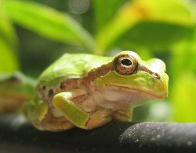 Japanese Treefrog