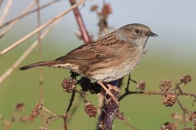 Dunnock