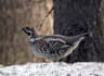 Hazel Grouse