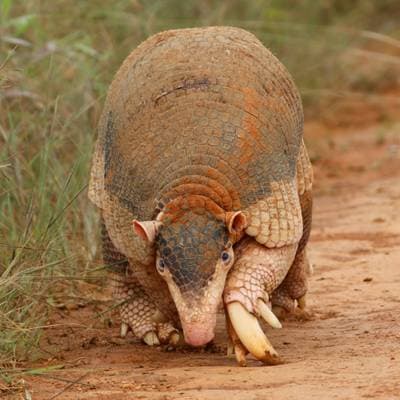 Giant Armadillo