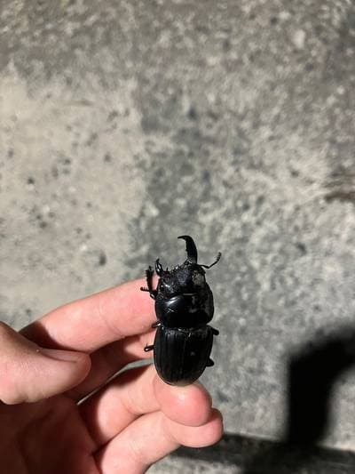 Giant Stag Beetle
