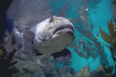 Giant Sea Bass