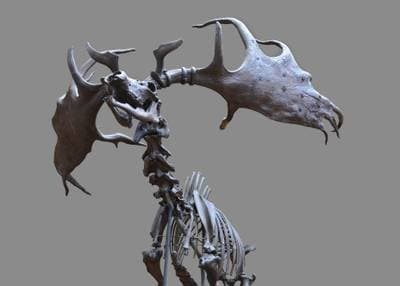 Irish Elk