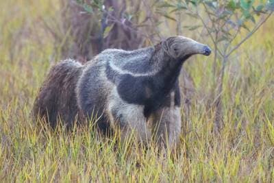 Giant Anteater