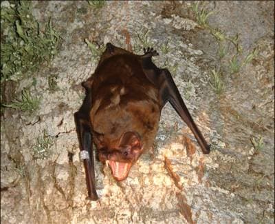 Giant Noctule