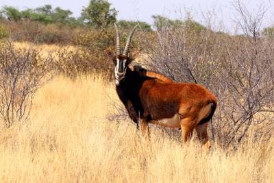 Giant Sable Antelope