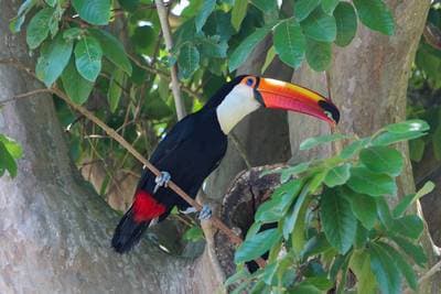 Toco Toucan