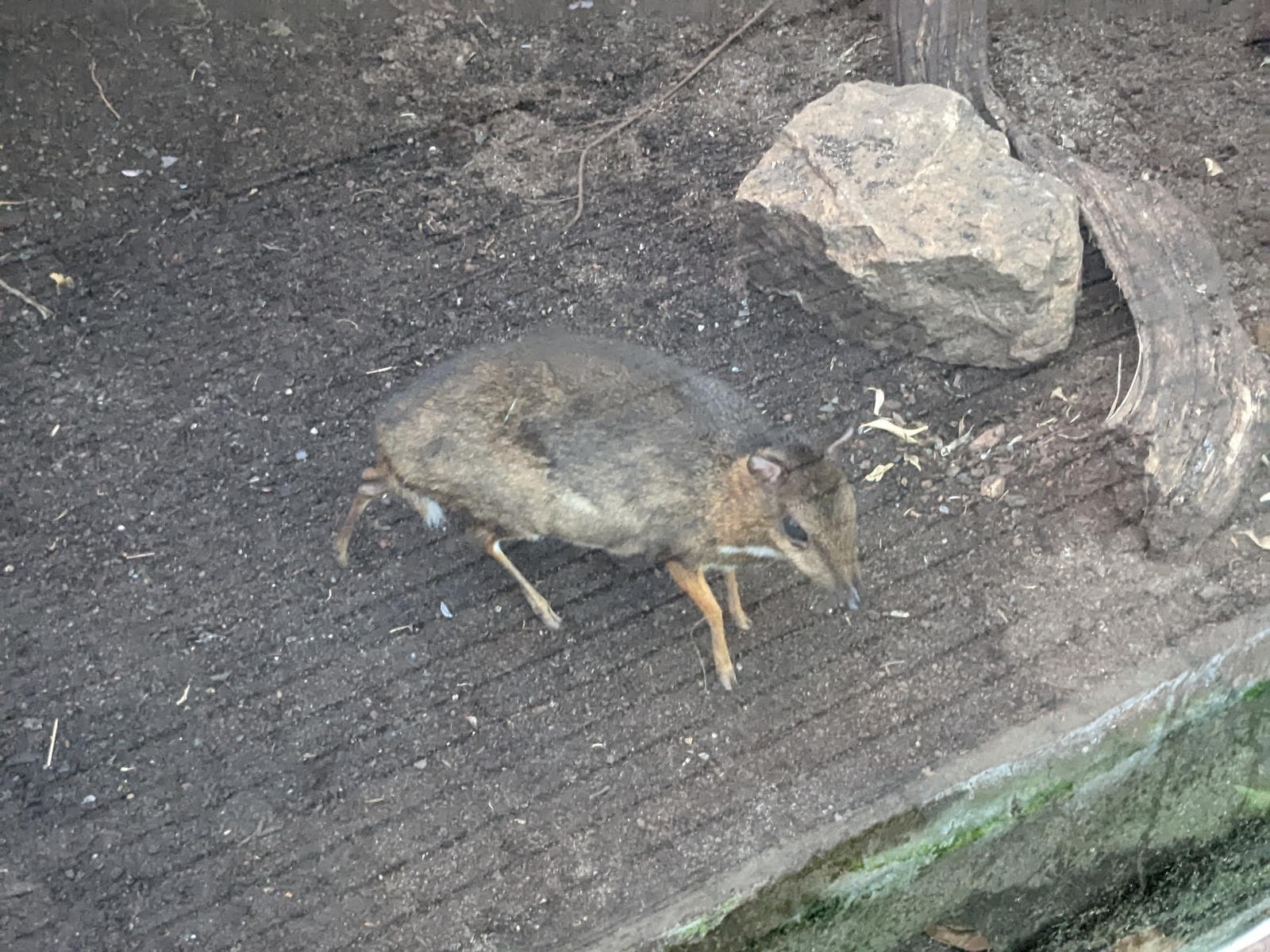 Lesser Mouse-deer — 3/3
