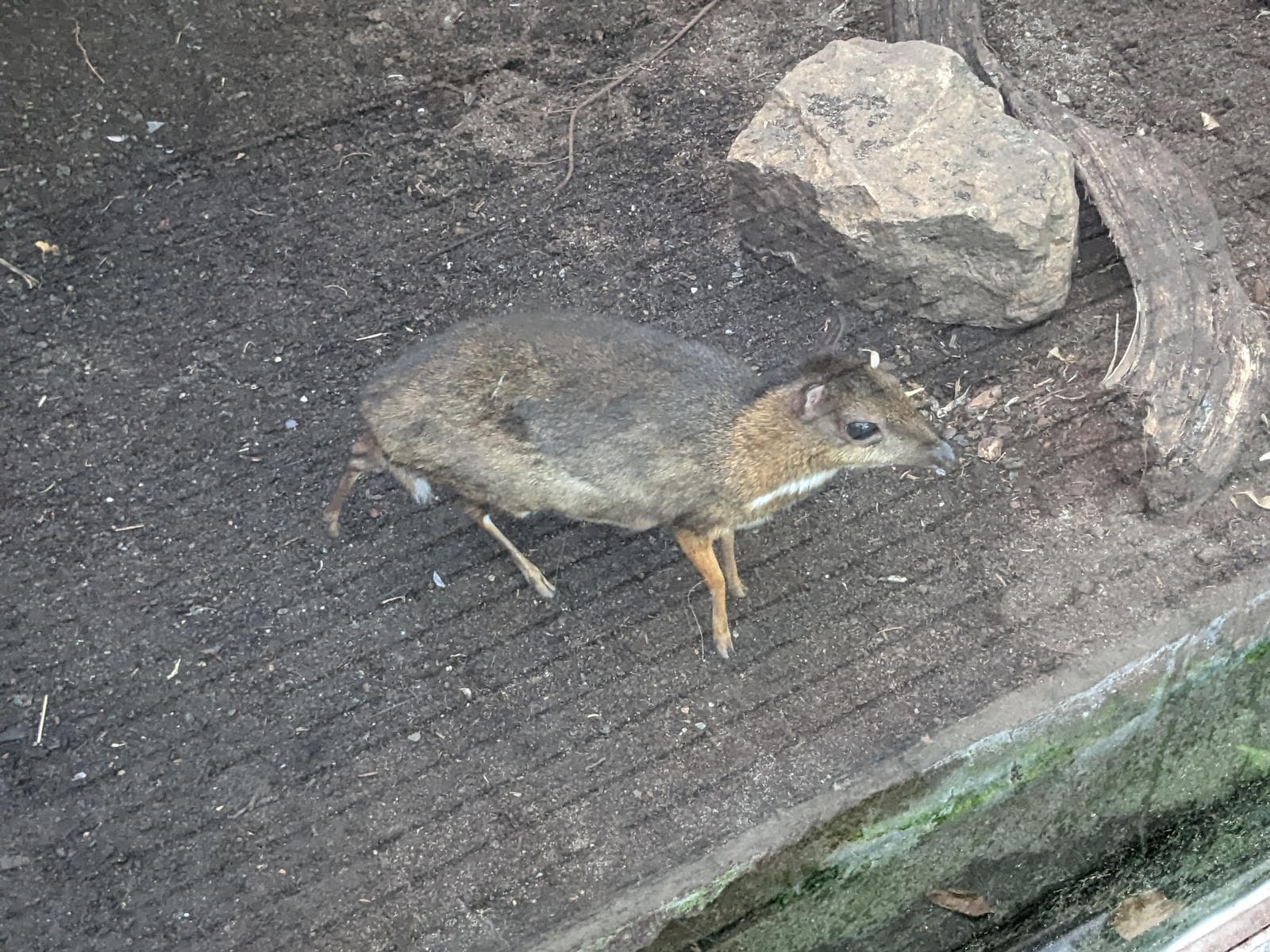 Lesser Mouse-deer — 2/3
